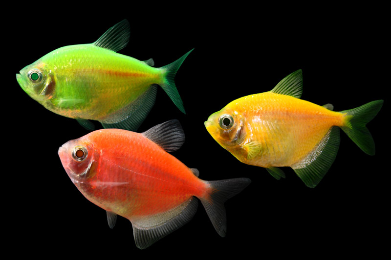 GloFish - * Tetra - Assorted - 1-2 inch - Quantity of 6 - Special Order